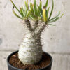 【現品限り】パキポディウム・グラキリス 実生【AG36】 Pachypodium gracilius【植物】塊根植物 夏型 コーデックス