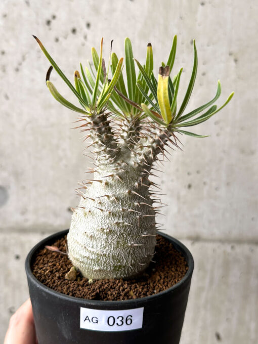 【現品限り】パキポディウム・グラキリス 実生【AG36】 Pachypodium gracilius【植物】塊根植物 夏型 コーデックス