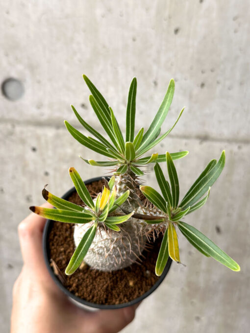 【現品限り】パキポディウム・グラキリス 実生【AG36】 Pachypodium gracilius【植物】塊根植物 夏型 コーデックス - 画像 (2)