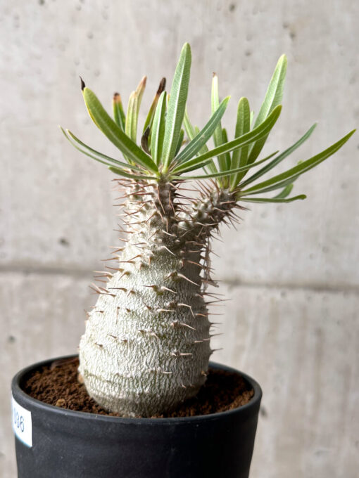 【現品限り】パキポディウム・グラキリス 実生【AG36】 Pachypodium gracilius【植物】塊根植物 夏型 コーデックス - 画像 (3)