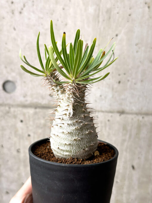【現品限り】パキポディウム・グラキリス 実生【AG36】 Pachypodium gracilius【植物】塊根植物 夏型 コーデックス - 画像 (4)