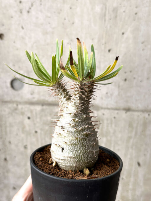 【現品限り】パキポディウム・グラキリス 実生【AG36】 Pachypodium gracilius【植物】塊根植物 夏型 コーデックス - 画像 (5)