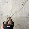 【現品限り】ペラルゴニウム・トリステ【AG37】 Pelargonium triste【植物】塊根植物 夏型 コーデックス