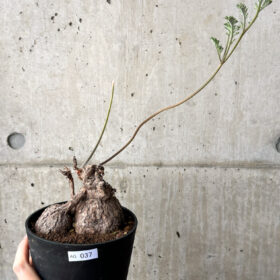 【現品限り】ペラルゴニウム・トリステ【AG37】 Pelargonium triste【植物】塊根植物 夏型 コーデックス