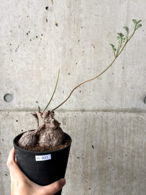 プラントブラザーズ