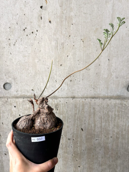 【現品限り】ペラルゴニウム・トリステ【AG37】 Pelargonium triste【植物】塊根植物 夏型 コーデックス