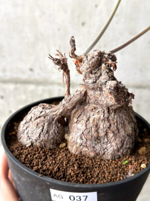 プラントブラザーズ