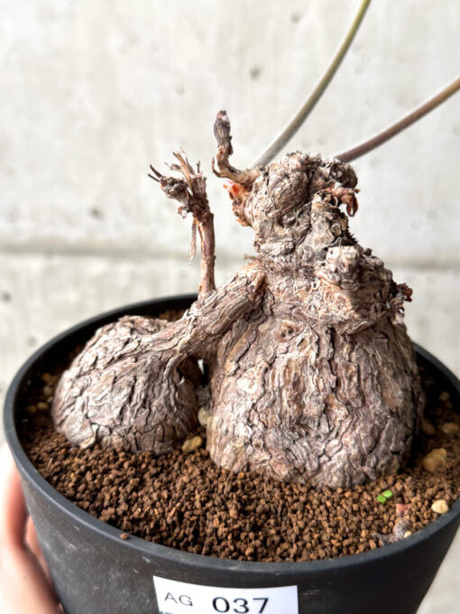 【現品限り】ペラルゴニウム・トリステ【AG37】 Pelargonium triste【植物】塊根植物 夏型 コーデックス - 画像 (2)