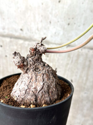 プラントブラザーズ