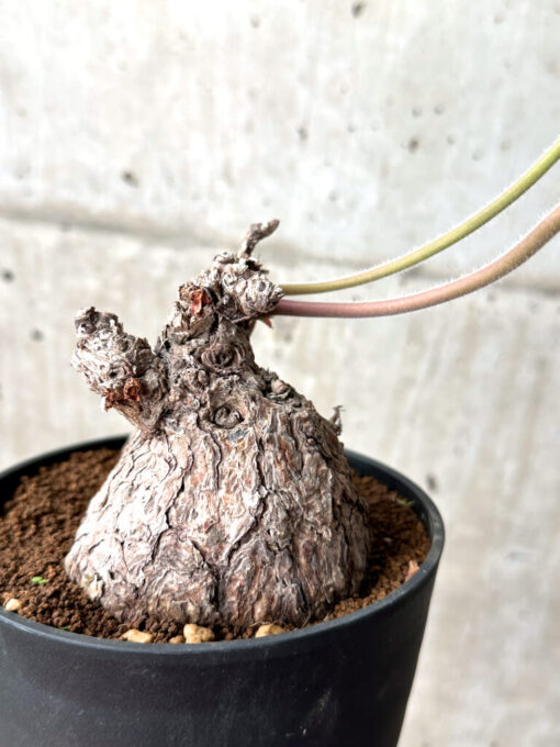 【現品限り】ペラルゴニウム・トリステ【AG37】 Pelargonium triste【植物】塊根植物 夏型 コーデックス - 画像 (3)