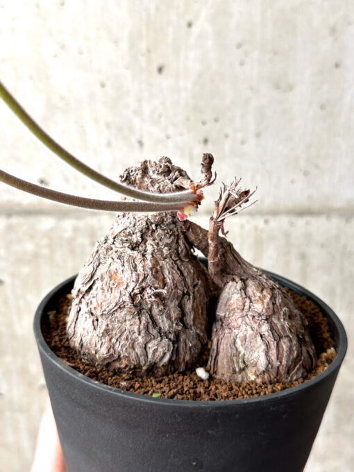 【現品限り】ペラルゴニウム・トリステ【AG37】 Pelargonium triste【植物】塊根植物 夏型 コーデックス - 画像 (4)