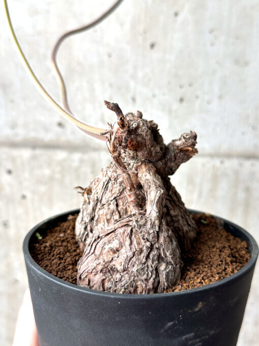 【現品限り】ペラルゴニウム・トリステ【AG37】 Pelargonium triste【植物】塊根植物 夏型 コーデックス - 画像 (5)