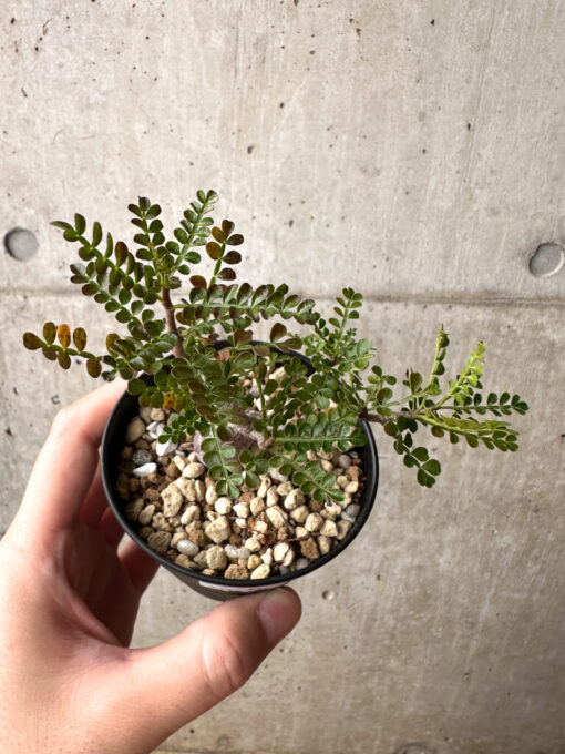 【現品限り】オペルクリカリア・パキプス 根挿し【AG3】 Operculicarya pachypus【植物】塊根植物 夏型 コーデックス - 画像 (2)