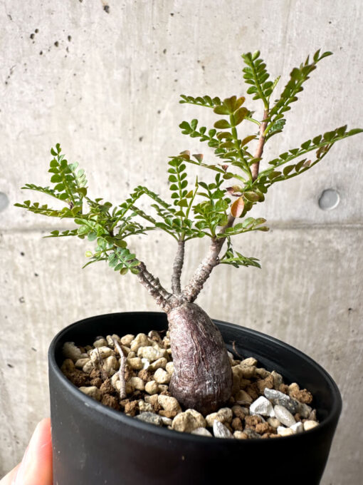 【現品限り】オペルクリカリア・パキプス 根挿し【AG3】 Operculicarya pachypus【植物】塊根植物 夏型 コーデックス - 画像 (4)