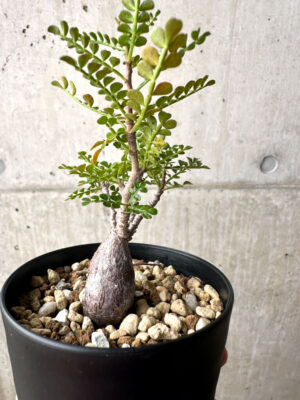 プラントブラザーズ