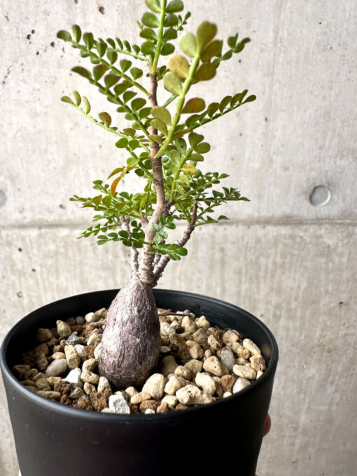 【現品限り】オペルクリカリア・パキプス 根挿し【AG3】 Operculicarya pachypus【植物】塊根植物 夏型 コーデックス - 画像 (5)