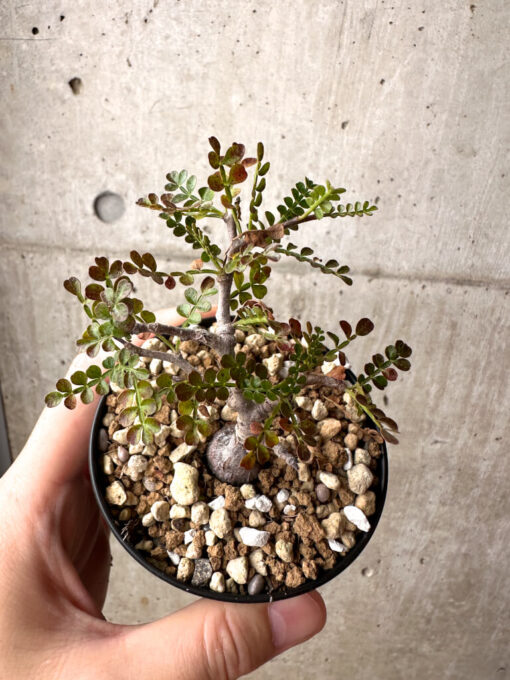 【現品限り】オペルクリカリア・パキプス 根挿し【AG4】 Operculicarya pachypus【植物】塊根植物 夏型 コーデックス - 画像 (2)