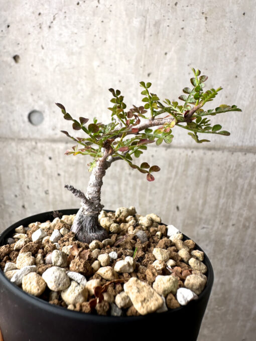 【現品限り】オペルクリカリア・パキプス 根挿し【AG4】 Operculicarya pachypus【植物】塊根植物 夏型 コーデックス - 画像 (3)