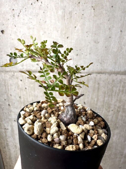 【現品限り】オペルクリカリア・パキプス 根挿し【AG4】 Operculicarya pachypus【植物】塊根植物 夏型 コーデックス - 画像 (5)