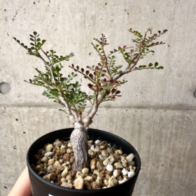 【現品限り】オペルクリカリア・パキプス 根挿し【AG5】 Operculicarya pachypus【植物】塊根植物 夏型 コーデックス