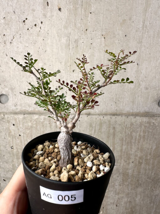 【現品限り】オペルクリカリア・パキプス 根挿し【AG5】 Operculicarya pachypus【植物】塊根植物 夏型 コーデックス