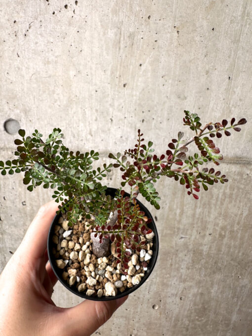 【現品限り】オペルクリカリア・パキプス 根挿し【AG5】 Operculicarya pachypus【植物】塊根植物 夏型 コーデックス - 画像 (2)