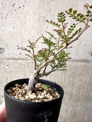 プラントブラザーズ