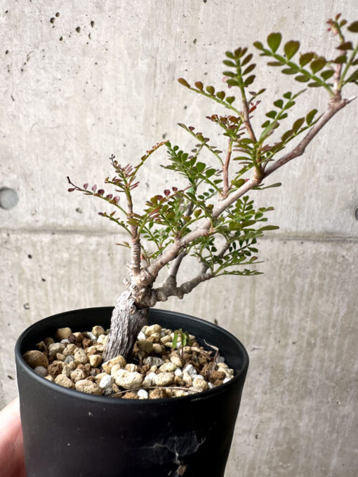 【現品限り】オペルクリカリア・パキプス 根挿し【AG5】 Operculicarya pachypus【植物】塊根植物 夏型 コーデックス - 画像 (3)