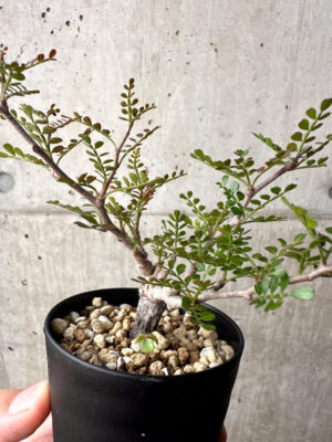 プラントブラザーズ