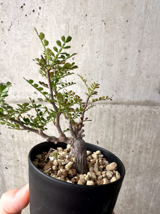 【現品限り】オペルクリカリア・パキプス 根挿し【AG5】 Operculicarya pachypus【植物】塊根植物 夏型 コーデックス - 画像 (5)
