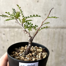 【現品限り】オペルクリカリア・パキプス 根挿し【AG6】 Operculicarya pachypus【植物】塊根植物 夏型 コーデックス