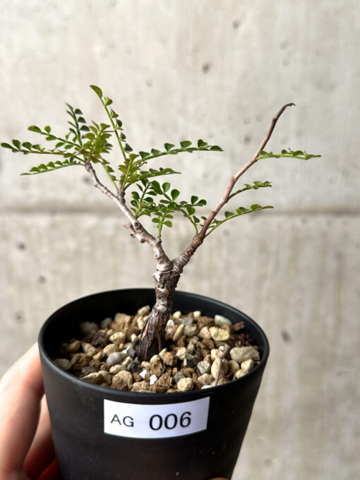 【現品限り】オペルクリカリア・パキプス 根挿し【AG6】 Operculicarya pachypus【植物】塊根植物 夏型 コーデックス