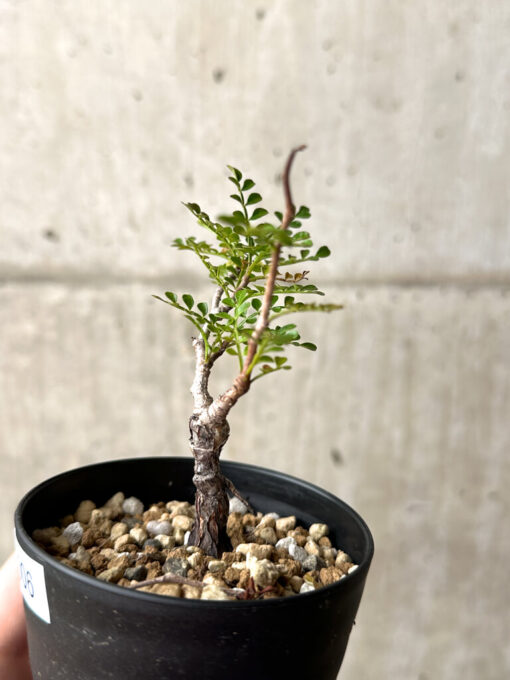 【現品限り】オペルクリカリア・パキプス 根挿し【AG6】 Operculicarya pachypus【植物】塊根植物 夏型 コーデックス - 画像 (3)