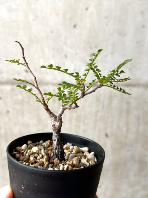 【現品限り】オペルクリカリア・パキプス 根挿し【AG6】 Operculicarya pachypus【植物】塊根植物 夏型 コーデックス - 画像 (4)