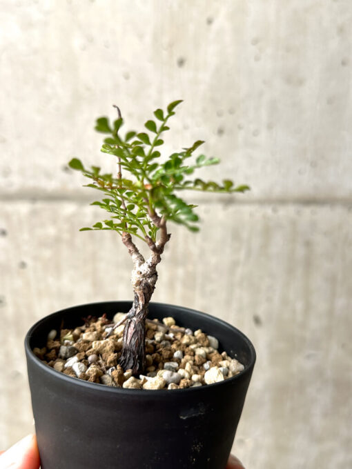 【現品限り】オペルクリカリア・パキプス 根挿し【AG6】 Operculicarya pachypus【植物】塊根植物 夏型 コーデックス - 画像 (5)