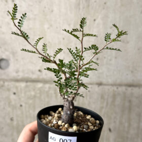 【現品限り】オペルクリカリア・パキプス 根挿し【AG7】 Operculicarya pachypus【植物】塊根植物 夏型 コーデックス