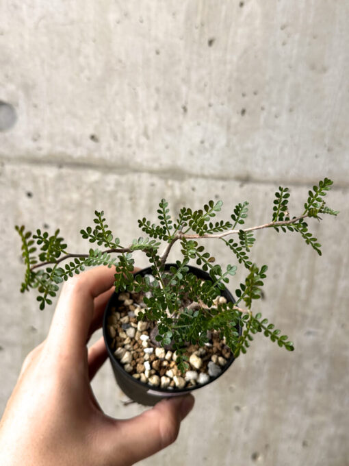 【現品限り】オペルクリカリア・パキプス 根挿し【AG7】 Operculicarya pachypus【植物】塊根植物 夏型 コーデックス - 画像 (2)