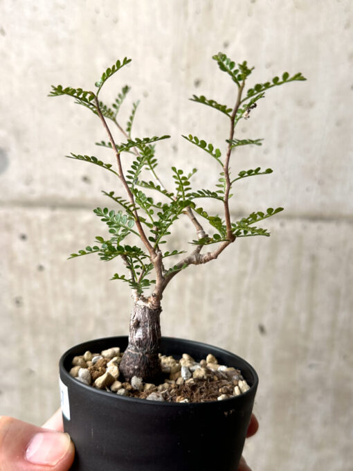 【現品限り】オペルクリカリア・パキプス 根挿し【AG7】 Operculicarya pachypus【植物】塊根植物 夏型 コーデックス - 画像 (3)
