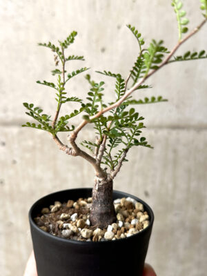 プラントブラザーズ