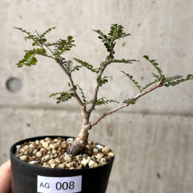 【現品限り】オペルクリカリア・パキプス 根挿し【AG8】 Operculicarya pachypus【植物】塊根植物 夏型 コーデックス