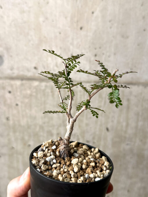 【現品限り】オペルクリカリア・パキプス 根挿し【AG8】 Operculicarya pachypus【植物】塊根植物 夏型 コーデックス - 画像 (5)