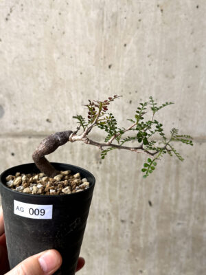 プラントブラザーズ