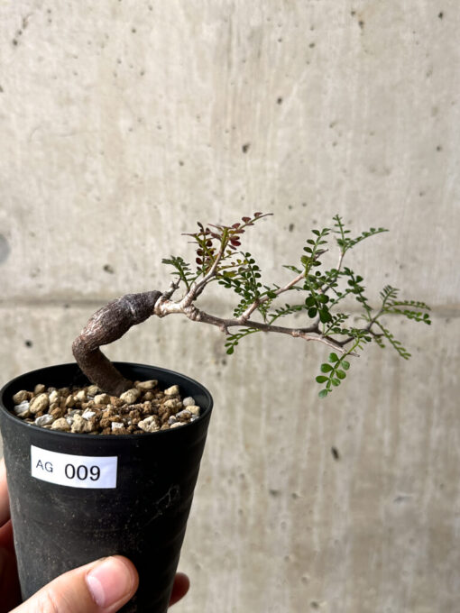 【現品限り】オペルクリカリア・パキプス 根挿し【AG9】 Operculicarya pachypus【植物】塊根植物 夏型 コーデックス