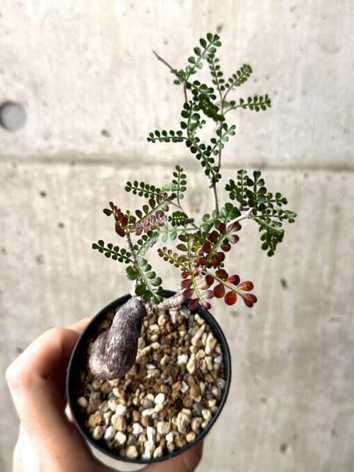 【現品限り】オペルクリカリア・パキプス 根挿し【AG9】 Operculicarya pachypus【植物】塊根植物 夏型 コーデックス - 画像 (2)