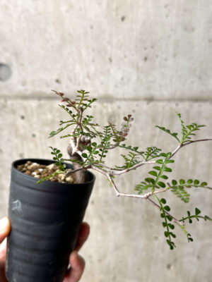 プラントブラザーズ