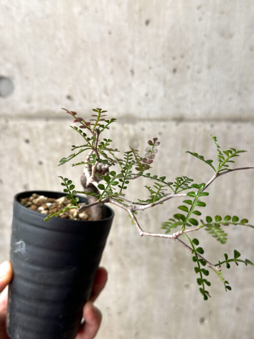 【現品限り】オペルクリカリア・パキプス 根挿し【AG9】 Operculicarya pachypus【植物】塊根植物 夏型 コーデックス - 画像 (3)