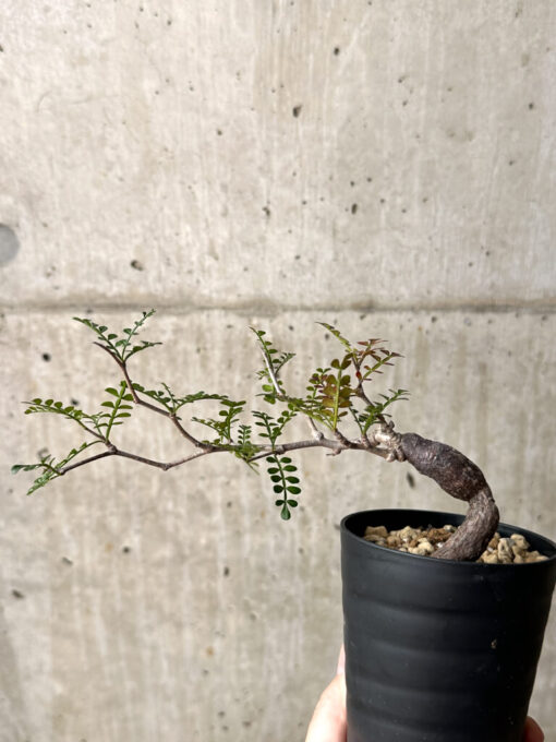 【現品限り】オペルクリカリア・パキプス 根挿し【AG9】 Operculicarya pachypus【植物】塊根植物 夏型 コーデックス - 画像 (4)