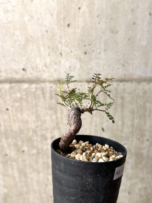 【現品限り】オペルクリカリア・パキプス 根挿し【AG9】 Operculicarya pachypus【植物】塊根植物 夏型 コーデックス - 画像 (5)