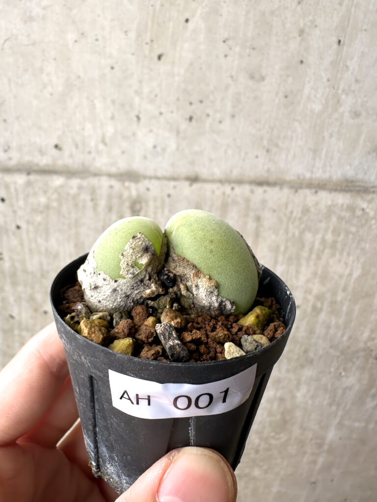 【現品限り】ムイリア・ホルテンセ 2頭【AH1】 Muiria hortenseae【植物】塊根植物 夏型 コーデックス