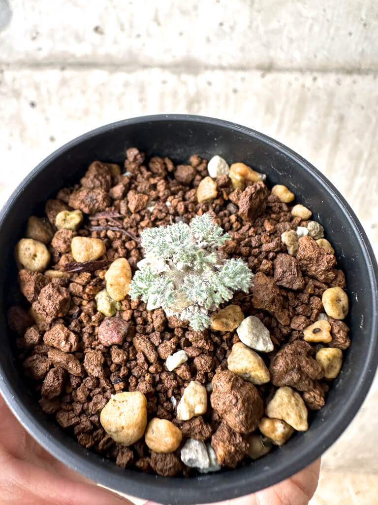 【現品限り】モンソニア・ぺニクリナム【AH10】 Monsonia peniculinum【植物】塊根植物 夏型 コーデックス - 画像 (2)